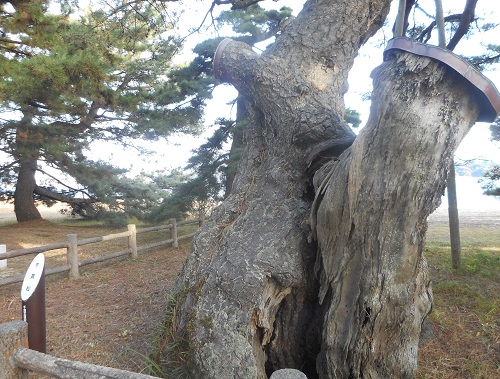 天橋立